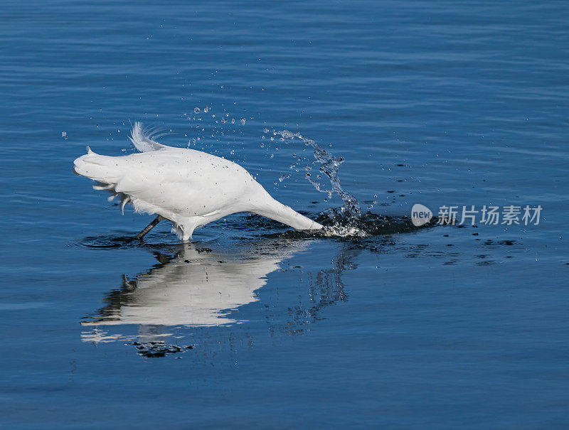 大白鹭(Ardea alba)，也被称为普通白鹭，大白鹭，或(在旧大陆)大白白鹭或大白鹭是一种大型，广泛分布的白鹭。在加州索诺玛县的博德加湾捕鱼。Pelecaniformes